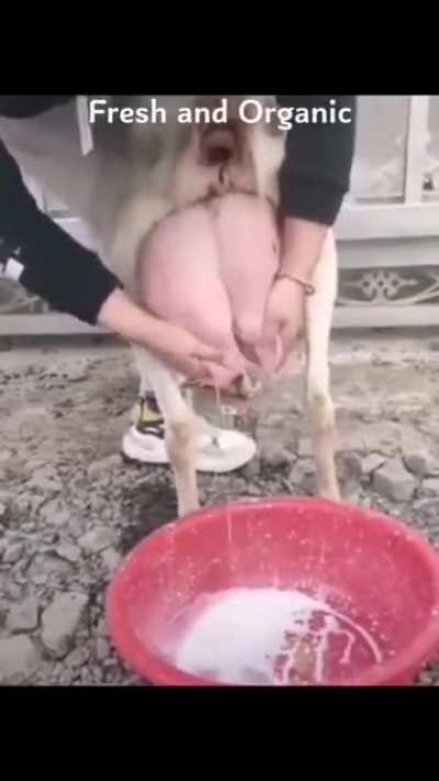 tama na mag milk tea
