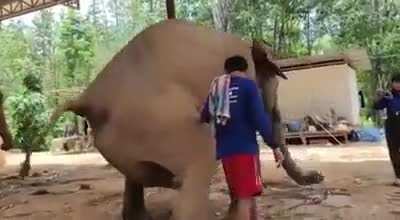 Is there anything more chaotic than an Elephant in captivity giving birth?