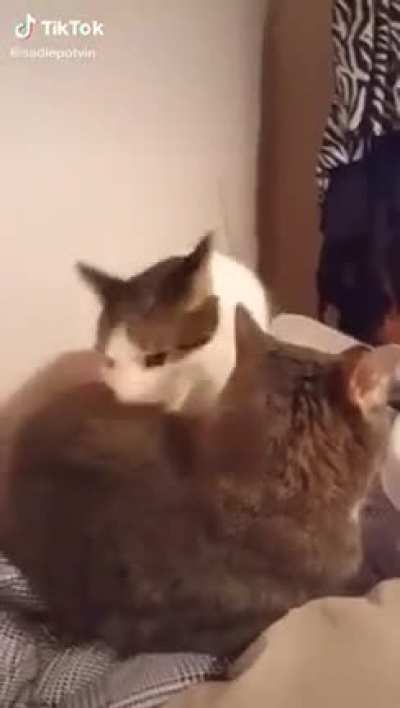Startled scream.