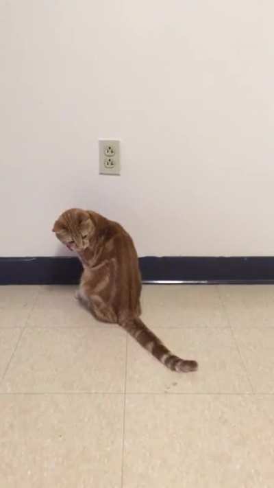 Found these old videos of Sunny chasing his tail. No brain cell present.