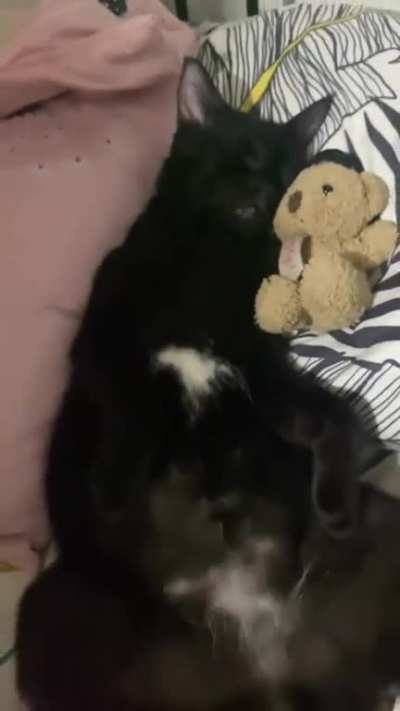 To wake up the cat from a deep sleep.