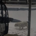 Caught luna munching on some snow