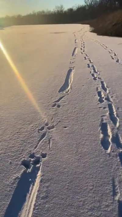 Strange tracks in the snow