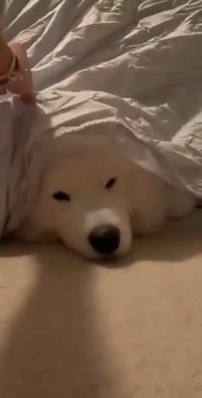 Blep! (Sound on)