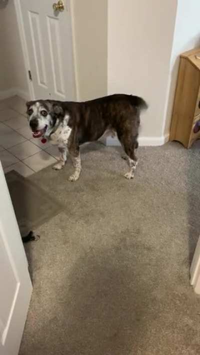 Hound gotta hoot