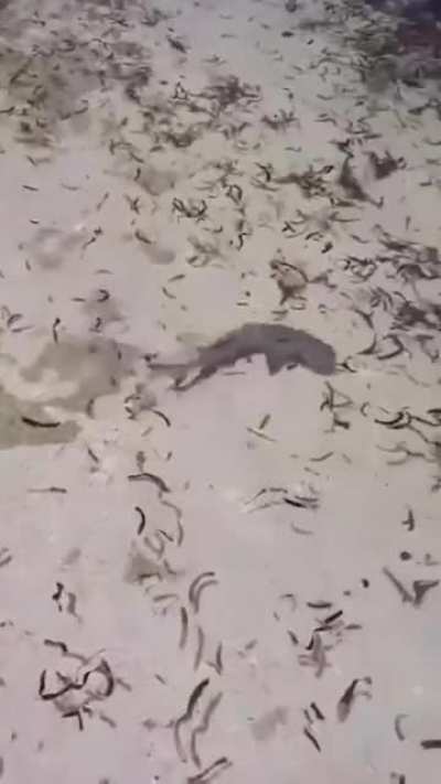 Curious fish comes to say hi