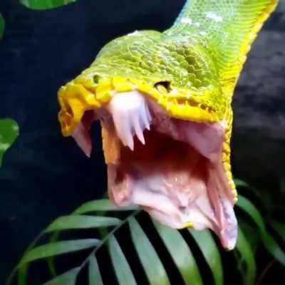 Emerald tree boa yawning