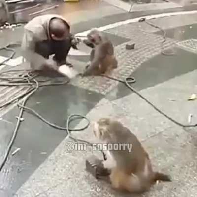 Rise of the apes