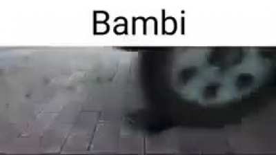 Bambi