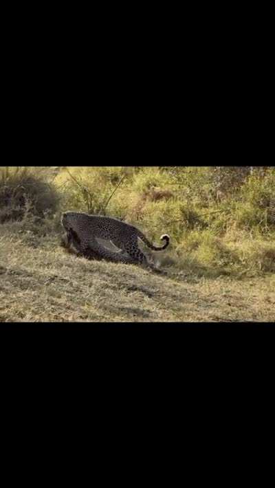 Follow up to previous video of Nora the cheetah being ambushed by leopardess