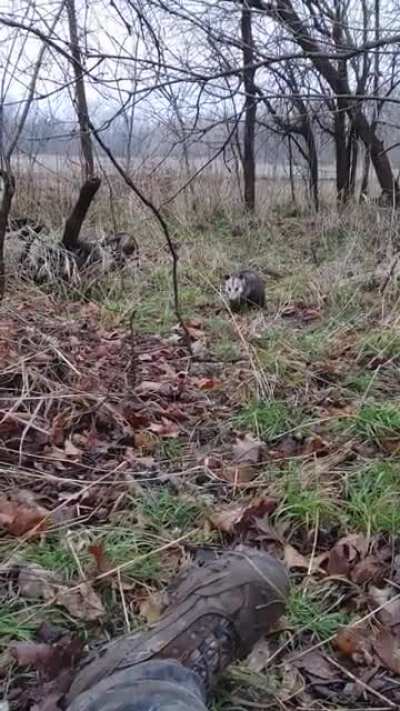 Walking up on me while hunting. His tail starts to swaying when it sees me.