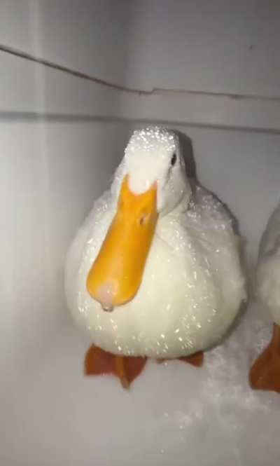 Waterproof Wunks