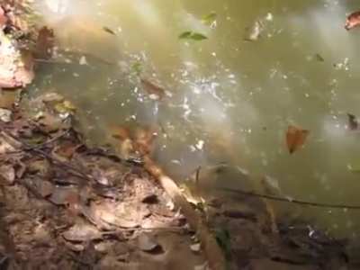 Poking an anaconda.