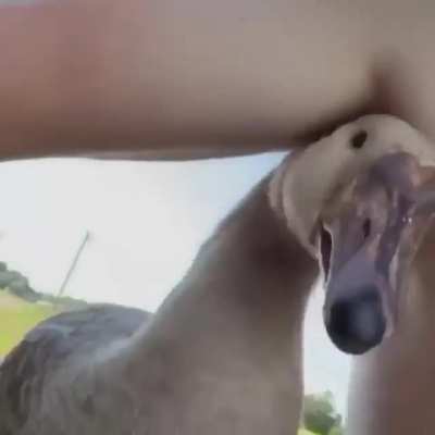 What the duck?