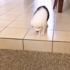 A for effort