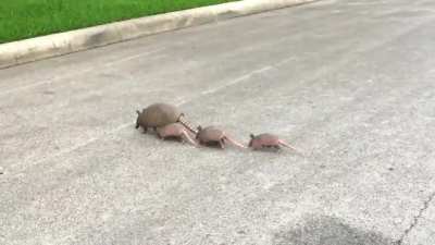 Armadillo family crossing my street...
