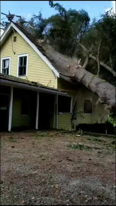 Falling tree