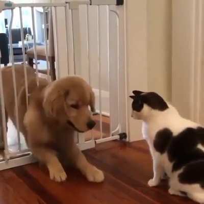This is what happens when you try to lock the dog, by leaving the cat's door open