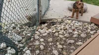 wirefoxterriers