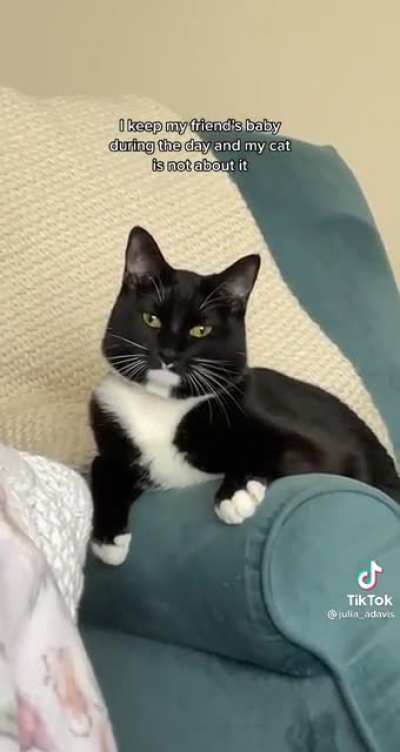 Cat is not having it