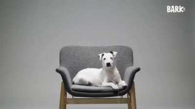 Dogs listen to Lift Yourself by Kanye West