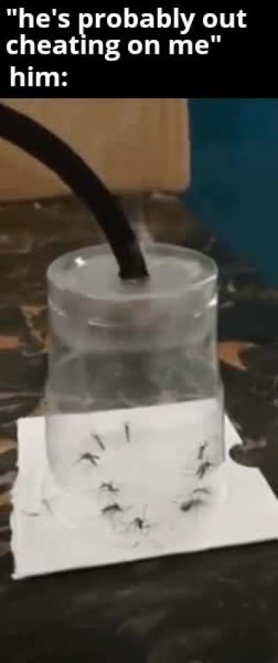 Mosquito gas chamber