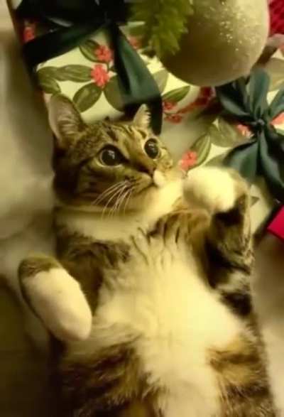 WTF boops