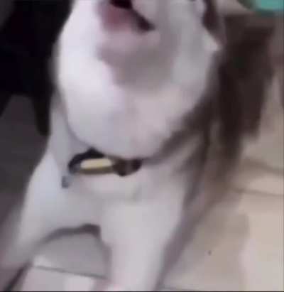 Perfectly cut awoo