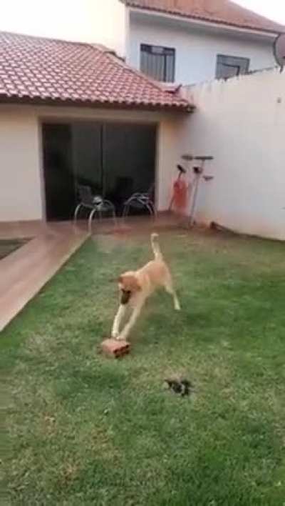 Lmao, so many toys around and he finds joy in a BRICK