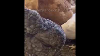 similasyondaki buglardan biri bi dahaki el tavuk seçerseniz sonsuz yemek bugu var haberiniz olsun
