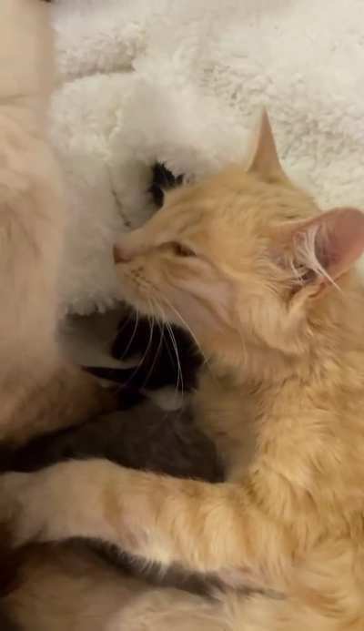 Two rescue mama cats raising seven babies together