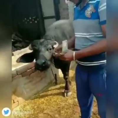 The cow - ting machine!