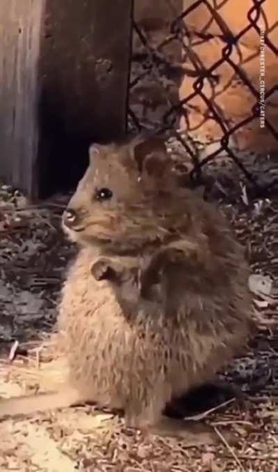 Quokkas are adorable