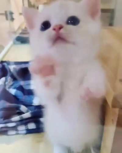 Kitty.