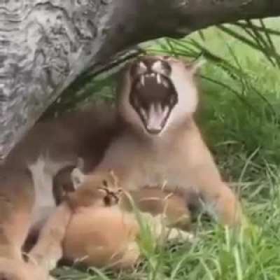 Aughhhhhh