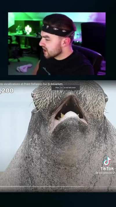 What sound walrus does?