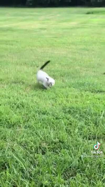Crackhead Cat
