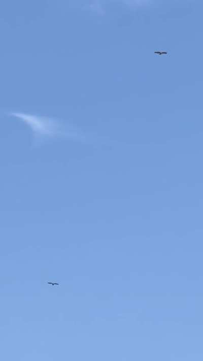 These 2 RTH are coastal soaring, able to stay static without a wing flap to conserve energy, using the wind gusts.. 10 mins and still soaring like a kite