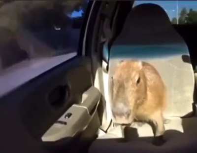 capivara