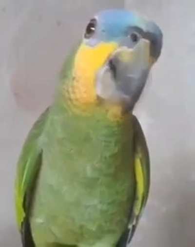 eu amo
