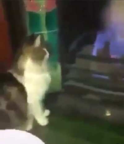 ª
