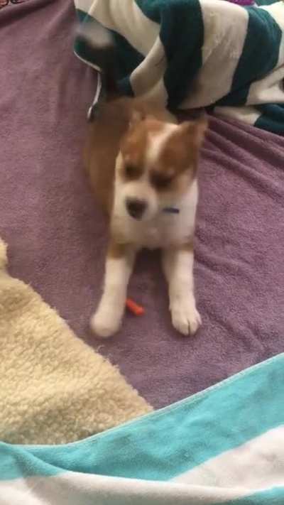 Puppy vs. carrot