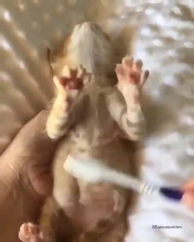 Brushie brushie