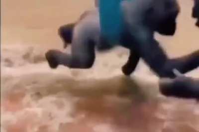 🦍