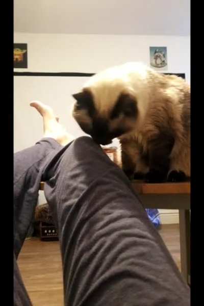 Cuddly cat... Or not!
