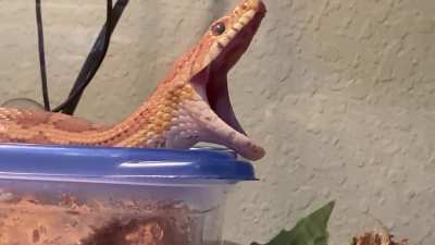 Wait for it…