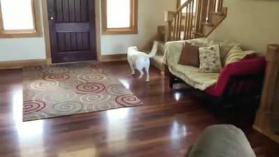 Playing Hide & Seek with his human.