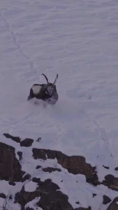 🔥 A female Snow Leopard tries to take down a large male Himalayan Ibex - Kibber, India