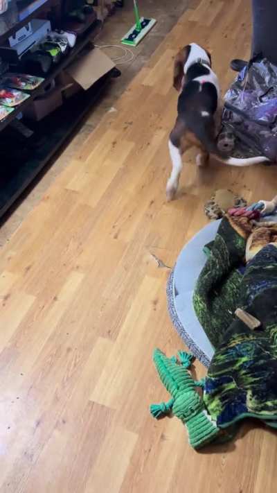 My basset hound chasing a laser light for cats