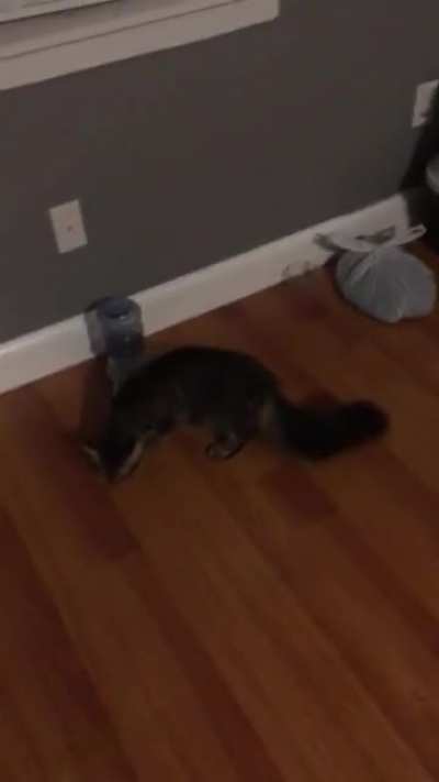 Kitty didn’t see what’s coming...